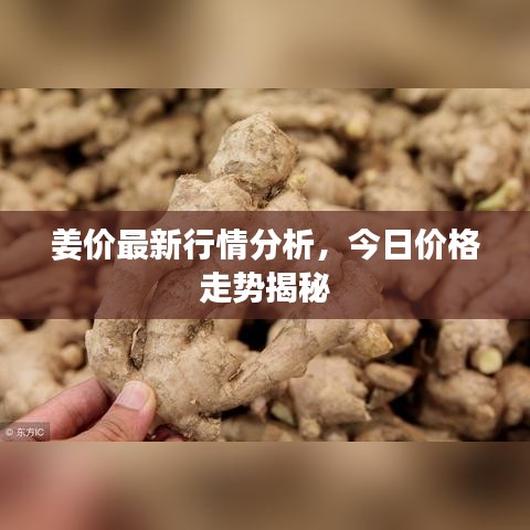 姜價最新行情分析，今日價格走勢揭秘