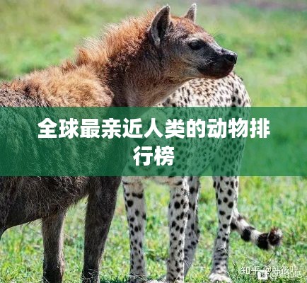 全球最親近人類的動物排行榜