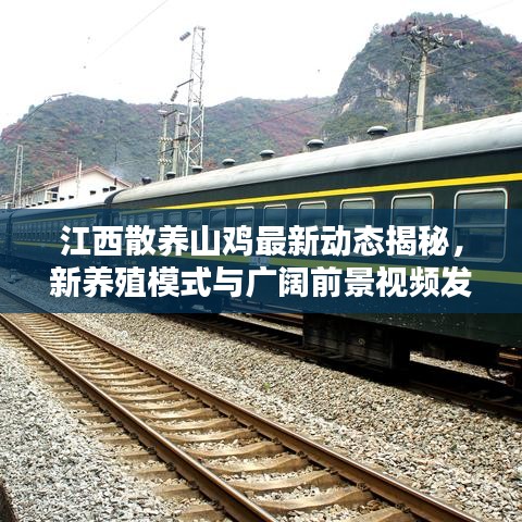 江西散養(yǎng)山雞最新動(dòng)態(tài)揭秘，新養(yǎng)殖模式與廣闊前景視頻發(fā)布