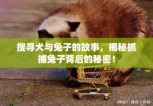 搜尋犬與兔子的故事，揭秘抓捕兔子背后的秘密！