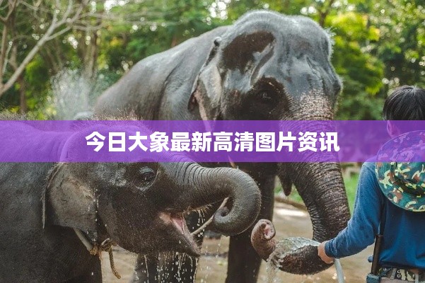 今日大象最新高清圖片資訊