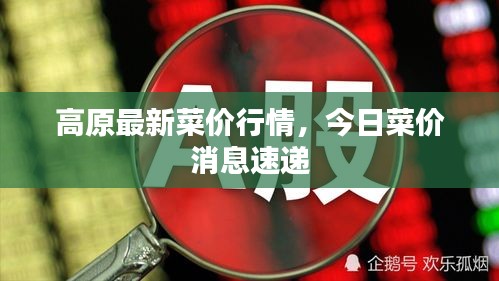 高原最新菜價行情，今日菜價消息速遞