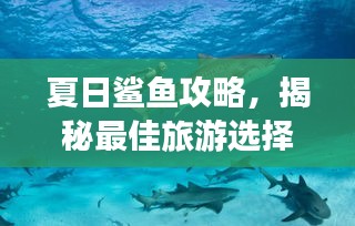夏日鯊魚攻略，揭秘最佳旅游選擇！