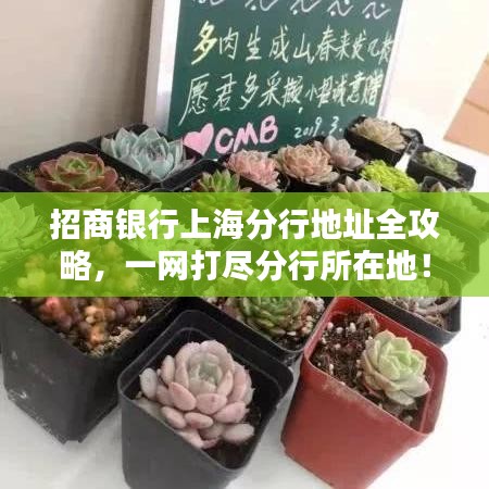 招商銀行上海分行地址全攻略，一網(wǎng)打盡分行所在地！