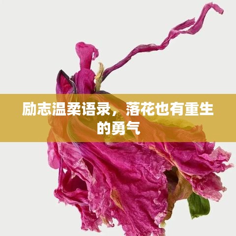 勵(lì)志溫柔語錄，落花也有重生的勇氣