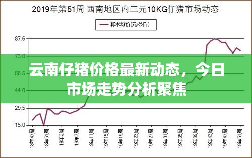 云南仔豬價格最新動態(tài)，今日市場走勢分析聚焦