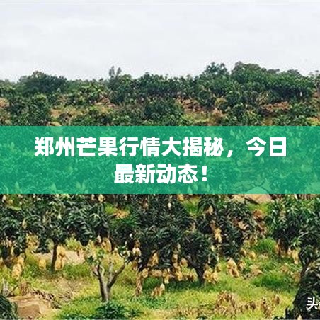 鄭州芒果行情大揭秘，今日最新動(dòng)態(tài)！
