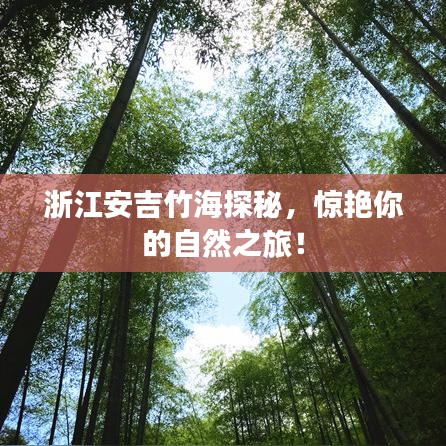 浙江安吉竹海探秘，驚艷你的自然之旅！