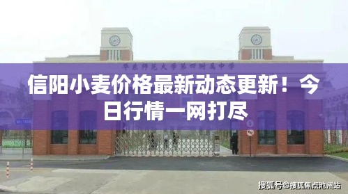 信陽小麥價格最新動態(tài)更新！今日行情一網(wǎng)打盡