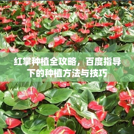 紅掌種植全攻略，百度指導(dǎo)下的種植方法與技巧