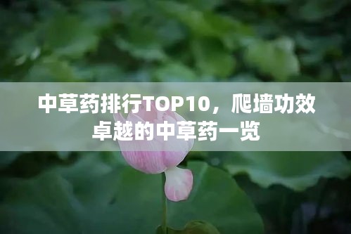 中草藥排行TOP10，爬墻功效卓越的中草藥一覽