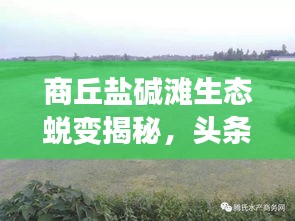 商丘鹽堿灘生態(tài)蛻變揭秘，頭條新聞直播見證奇跡之路