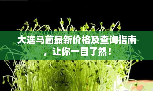 大連馬藺最新價(jià)格及查詢指南，讓你一目了然！