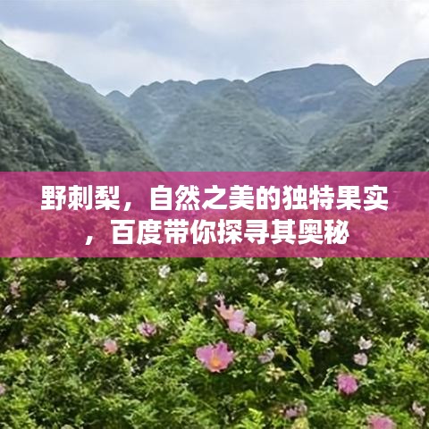 野刺梨，自然之美的獨(dú)特果實(shí)，百度帶你探尋其奧秘