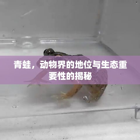 青蛙，動物界的地位與生態(tài)重要性的揭秘