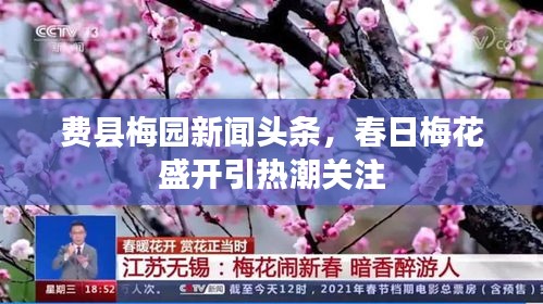 費(fèi)縣梅園新聞?lì)^條，春日梅花盛開引熱潮關(guān)注