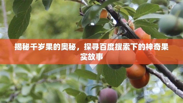 揭秘千歲果的奧秘，探尋百度搜索下的神奇果實(shí)故事