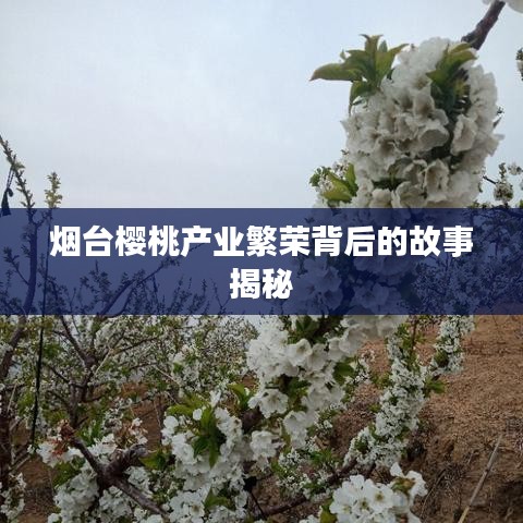煙臺櫻桃產(chǎn)業(yè)繁榮背后的故事揭秘