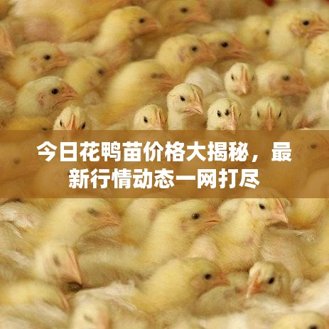 今日花鴨苗價(jià)格大揭秘，最新行情動(dòng)態(tài)一網(wǎng)打盡