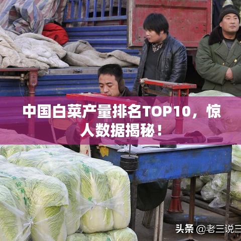 中國白菜產(chǎn)量排名TOP10，驚人數(shù)據(jù)揭秘！