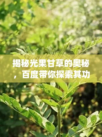 揭秘光果甘草的奧秘，百度帶你探索其功效與價(jià)值