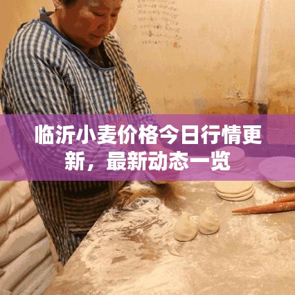 臨沂小麥價(jià)格今日行情更新，最新動(dòng)態(tài)一覽