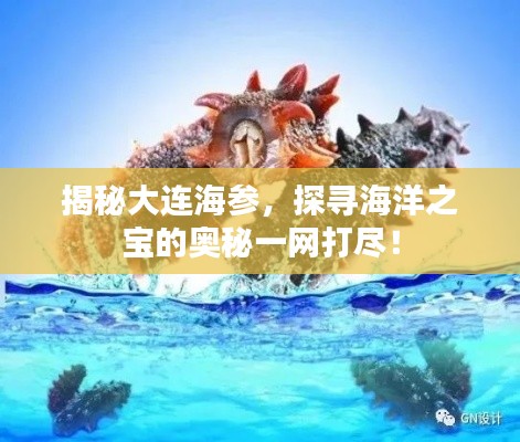 揭秘大連海參，探尋海洋之寶的奧秘一網(wǎng)打盡！