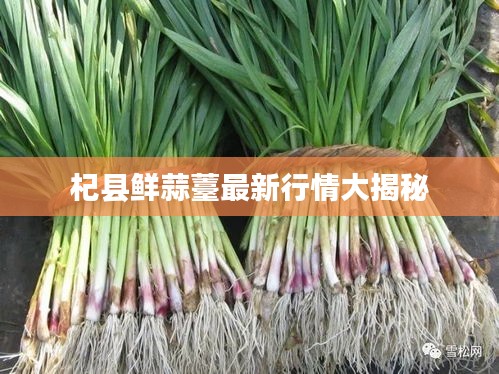 杞縣鮮蒜薹最新行情大揭秘