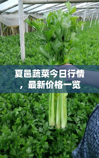 夏邑蔬菜今日行情，最新價格一覽