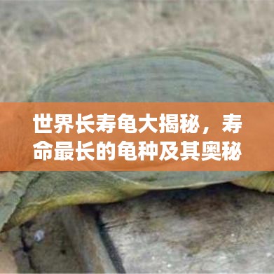 世界長壽龜大揭秘，壽命最長的龜種及其奧秘排行榜！