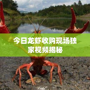 今日龍蝦收購(gòu)現(xiàn)場(chǎng)獨(dú)家視頻揭秘