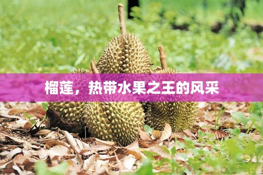 榴蓮，熱帶水果之王的風(fēng)采