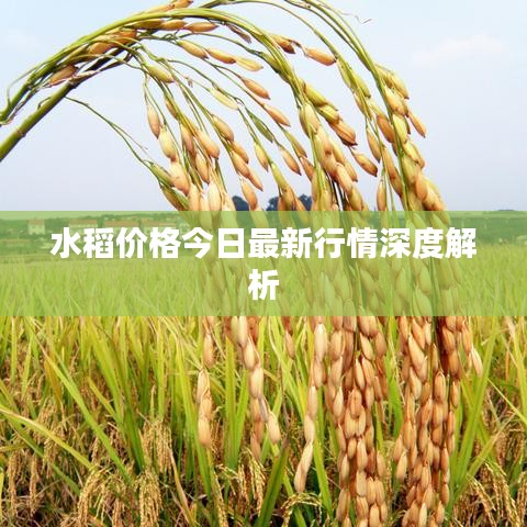 水稻價(jià)格今日最新行情深度解析