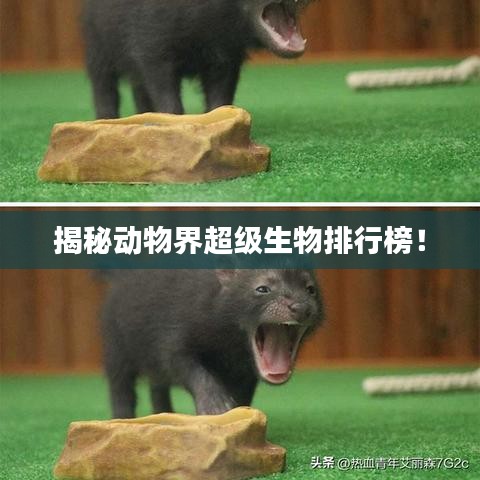 揭秘動(dòng)物界超級(jí)生物排行榜！