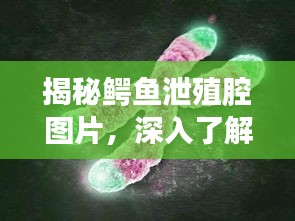 揭秘鱷魚泄殖腔圖片，深入了解鱷魚生殖系統(tǒng)的奧秘