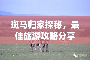 斑馬歸家探秘，最佳旅游攻略分享