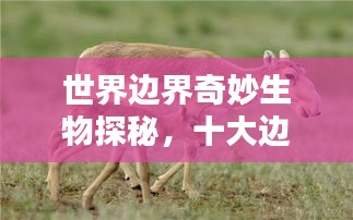 世界邊界奇妙生物探秘，十大邊界動物排名！