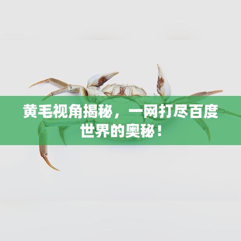 黃毛視角揭秘，一網(wǎng)打盡百度世界的奧秘！