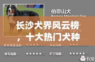 長沙犬界風云榜，十大熱門犬種盤點！