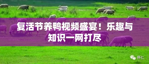 復活節(jié)養(yǎng)鴨視頻盛宴！樂趣與知識一網打盡