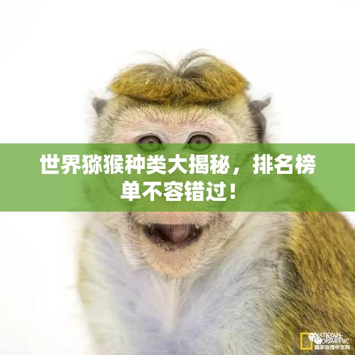 世界獼猴種類大揭秘，排名榜單不容錯過！