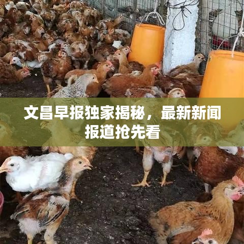 文昌早報(bào)獨(dú)家揭秘，最新新聞報(bào)道搶先看
