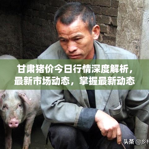 甘肅豬價今日行情深度解析，最新市場動態(tài)，掌握最新動態(tài)趨勢