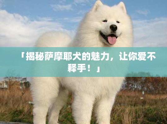 「揭秘薩摩耶犬的魅力，讓你愛不釋手！」