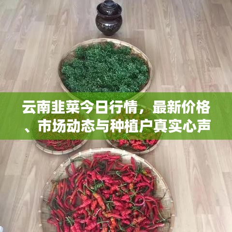 云南韭菜今日行情，最新價格、市場動態(tài)與種植戶真實心聲揭秘