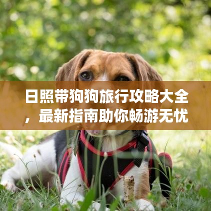 日照帶狗狗旅行攻略大全，最新指南助你暢游無憂！