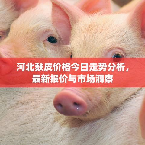 河北麩皮價(jià)格今日走勢(shì)分析，最新報(bào)價(jià)與市場(chǎng)洞察