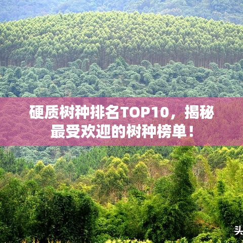 硬質(zhì)樹種排名TOP10，揭秘最受歡迎的樹種榜單！