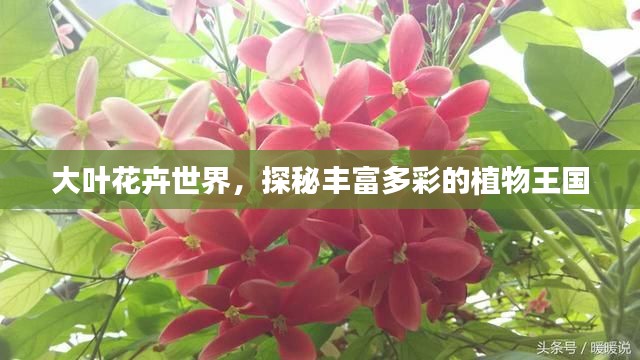大葉花卉世界，探秘豐富多彩的植物王國(guó)
