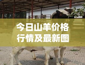 今日山羊價(jià)格行情及最新圖片欣賞